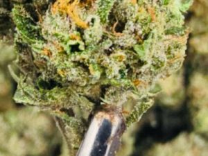 Gary Patton THCA