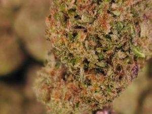 Hawaiian Punch THCA