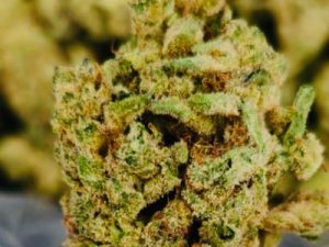 Sunset Sherbet THCA