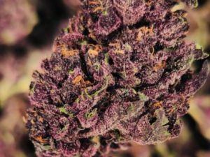 Purple Runtz THCA