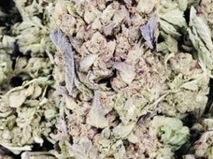 Blue Dream THCA