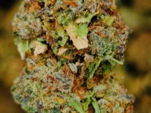 Papaya Punch THCA